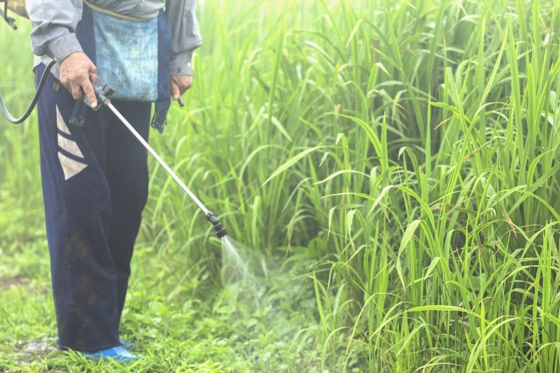 Crabgrass Prevention in Aiken, SC