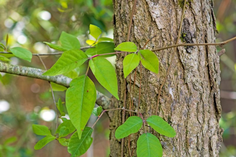 Hemlock Removal in Philadelphia, PA