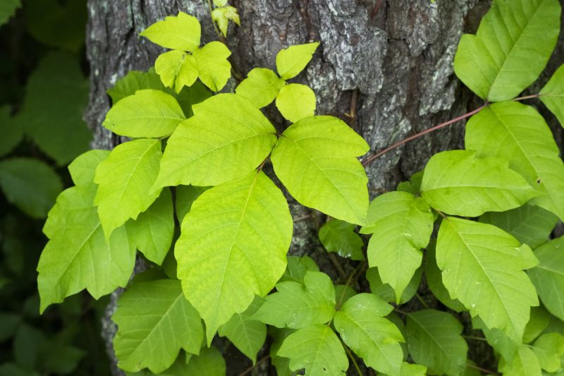 Poison Ivy Removal in Doylestown, PA