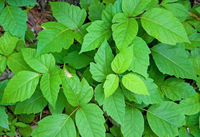 Poison Ivy Removal in Montgomery County, PA