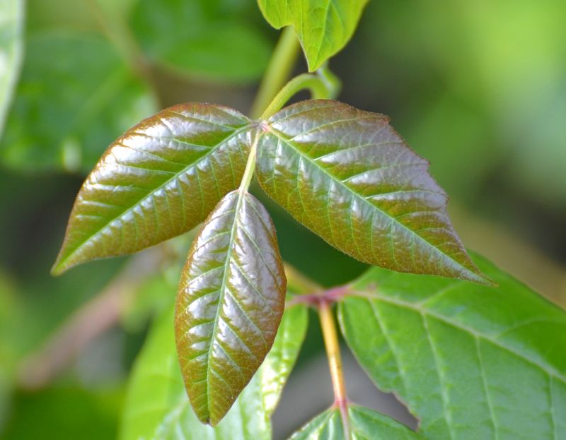 Poison Ivy Removal in Lancaster County, PA