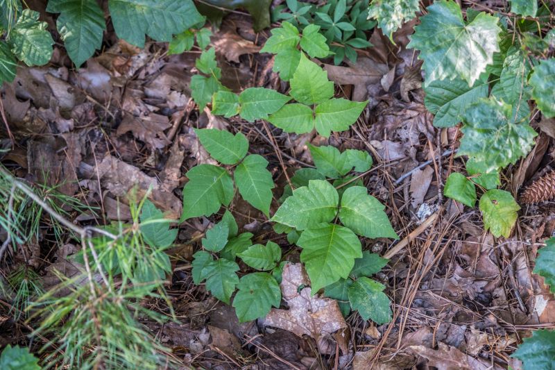 Poison Ivy Removal in Allentown, PA