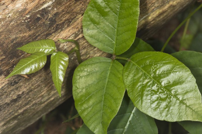 Poison Ivy Removal in Honolulu, HI