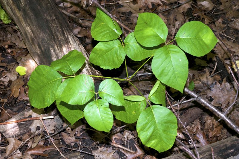 Poison Oak Removal in Harford County, MD