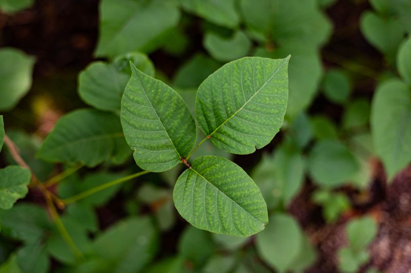 Poison Oak Removal in Harford County, MD