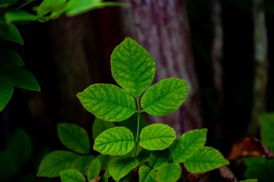 Poison Oak Removal in Delaware County, PA