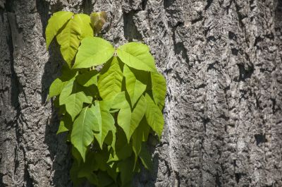 Poison Oak Removal in Burlington County, NJ