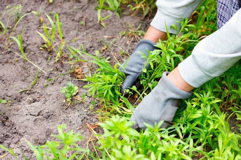 Poison Oak Removal in Honolulu, HI