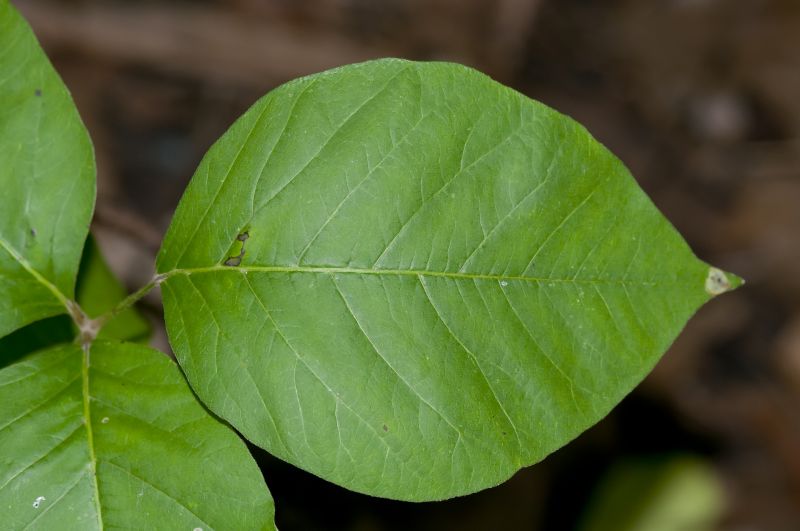 Poison Oak Removal in Doylestown, PA