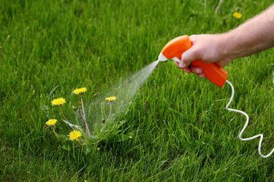 Thistle Control in Aiken, SC